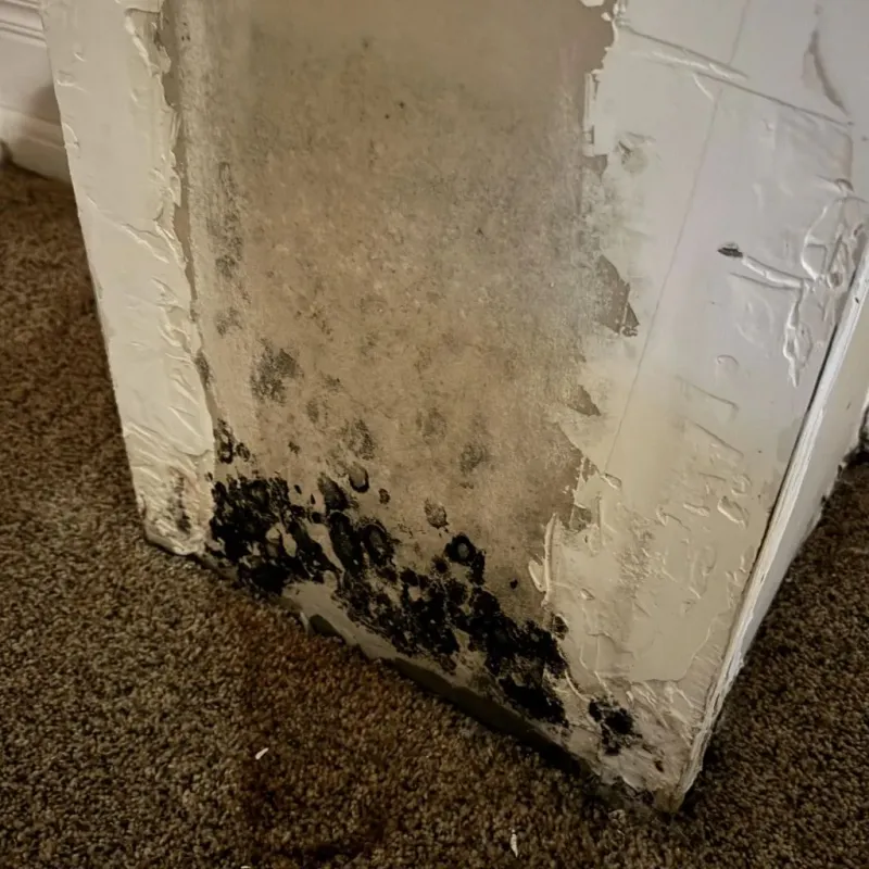 Professional Mold Removal in Berne, IN